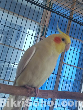 ককাটেল পাখি খাচা সহ